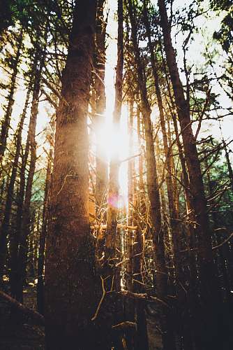 tree sun rays shining through forest oregon